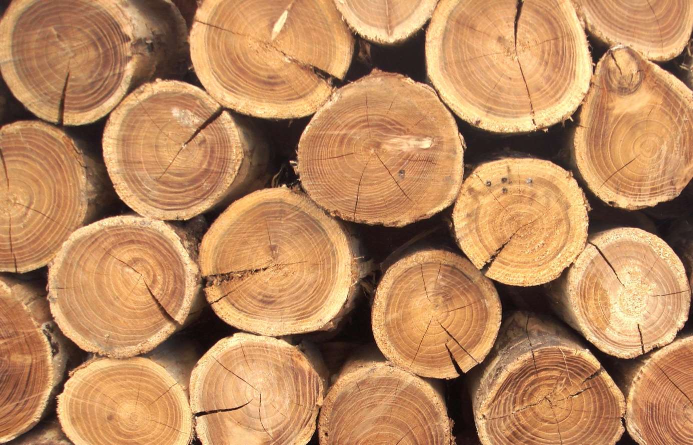 В Иркутской области мужчина получил 8 лет колонии за контрабанду древесины