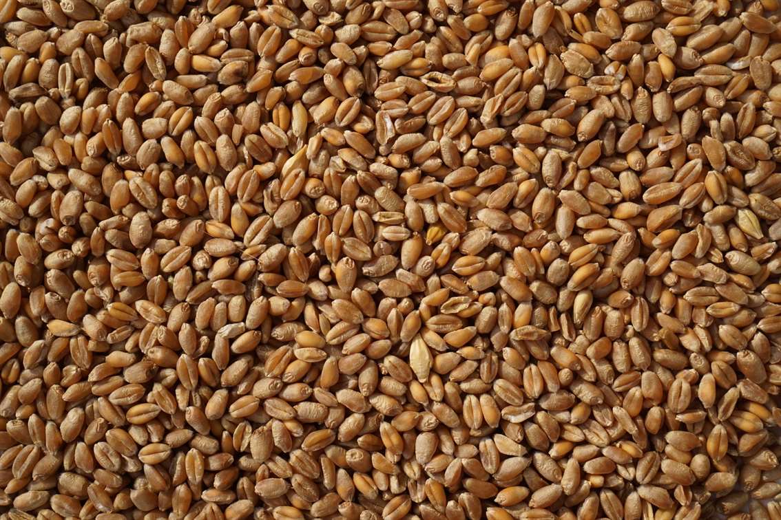 В Саратовской области собрали 4,5 миллиона тонн зерна