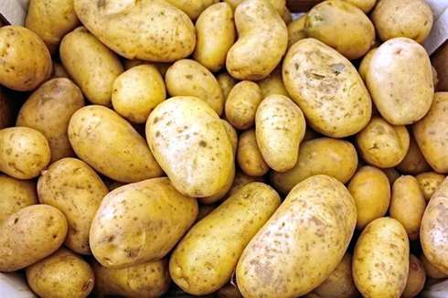 В Брянской области собрали около 800 тыс. т картофеля