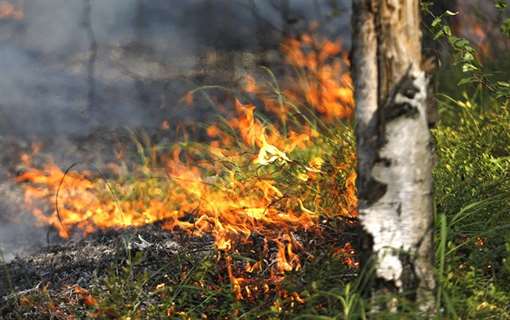 В России за неделю потушено 410 лесных пожаров