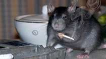 Как забайкальские крысы доказали вред вейпов