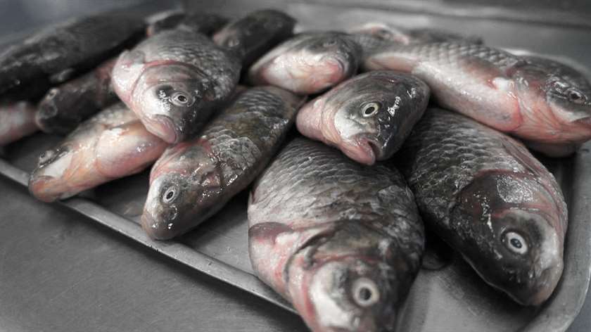 Хабаровский край на 4 тонны увеличил экспорт рыбы в страны Азии
