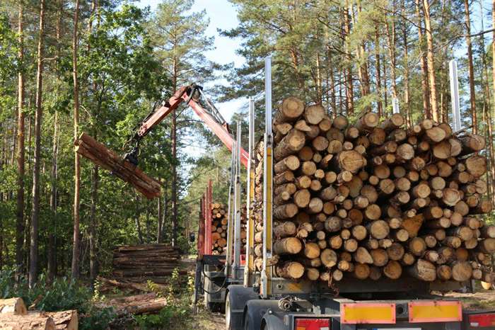 Незаконная рубка леса в России достигла рекордных масштабов