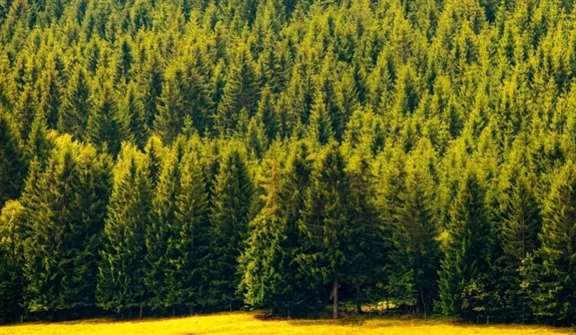 Доходы регионов от лесов выросли на 10 млрд рублей