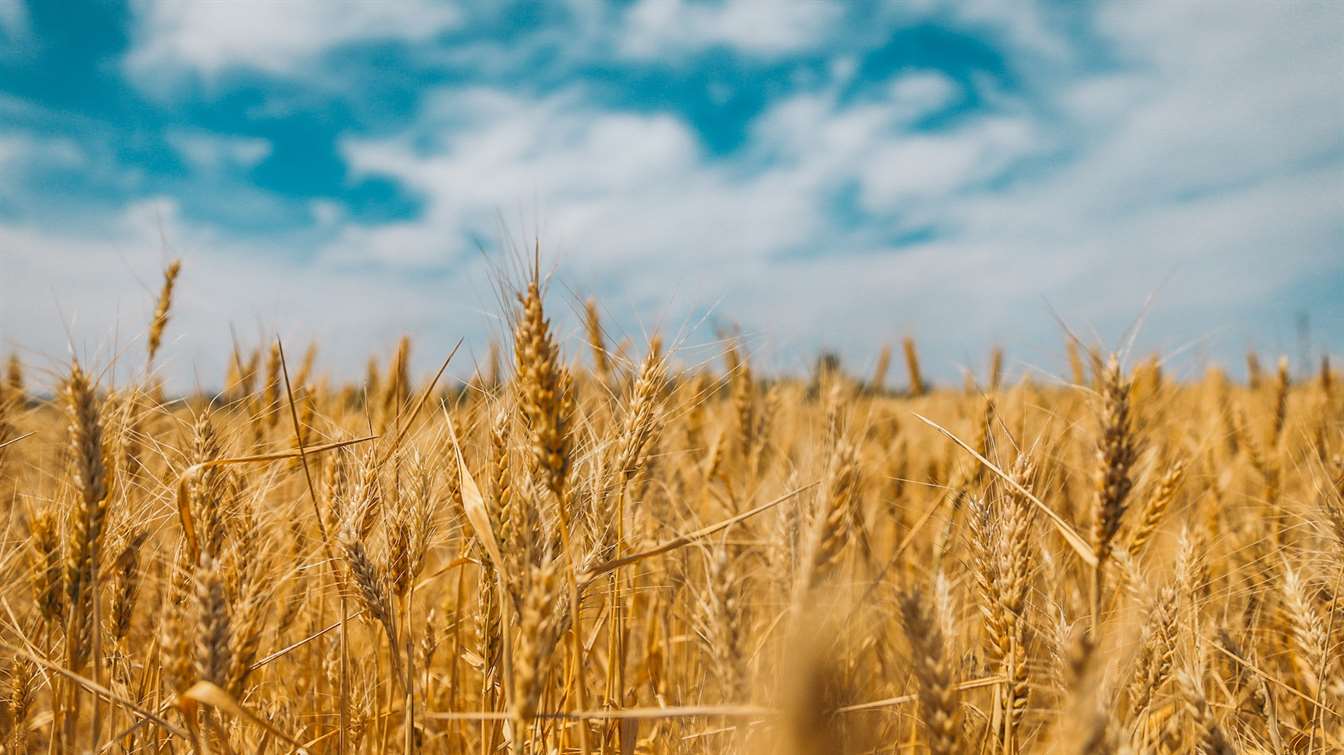 Аграрии Ростовской области установили рекорд по урожайности ранних зерновых
