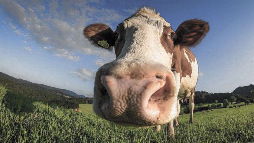Краснодарский край направил на поддержку молочного животноводства 1 млрд рублей