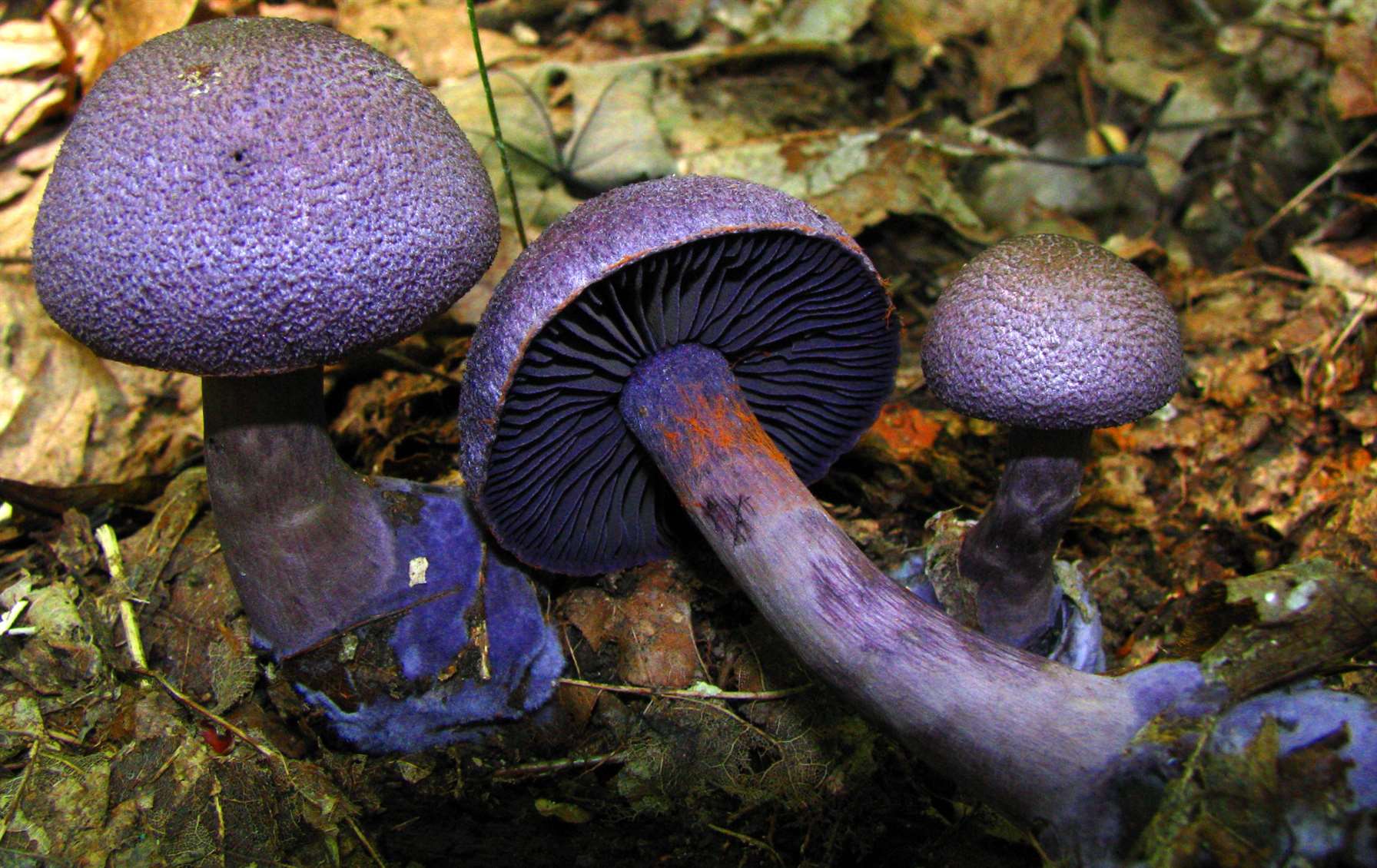 Фиолетовый гриб из Красной книги найден в Подмосковье