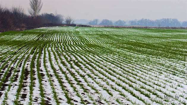 Крупные украинские аграрии сокращают посевы озимых из-за действий России
