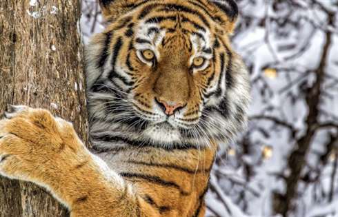 В России выросла численность амурских тигров и леопардов