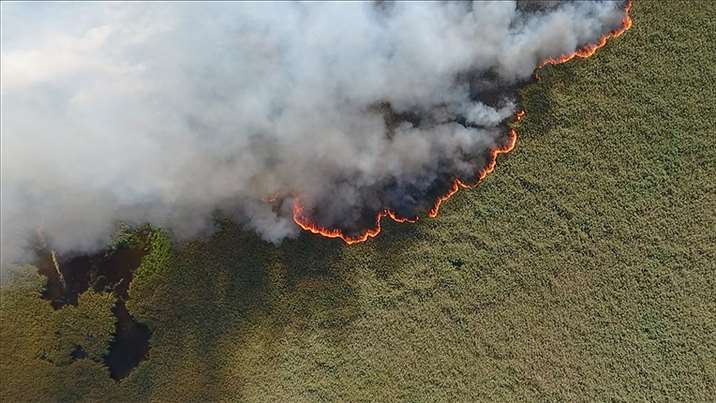 Правительство создало комиссию по ликвидации лесных пожаров