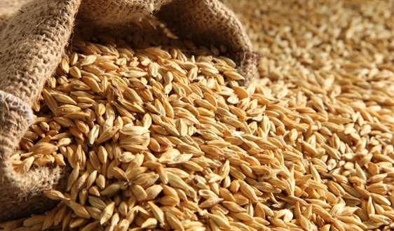 Новосибирская область ожидает урожай зерна на уровне более 3 млн тонн
