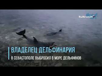 Владелец дельфинария в Севастополе выбросил в море прирученных дельфинов / RuNews24
