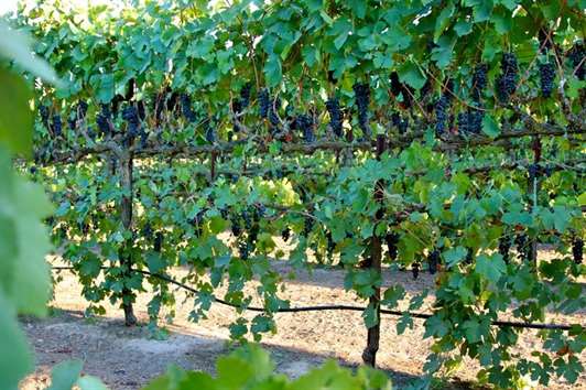 Правительство утвердило правила субсидирования виноградарства