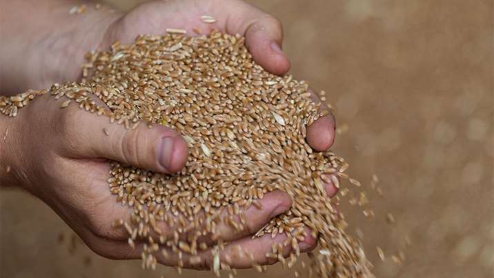 Игорь Абакумов: любое снятие ограничений с экспорта зерна – это благо