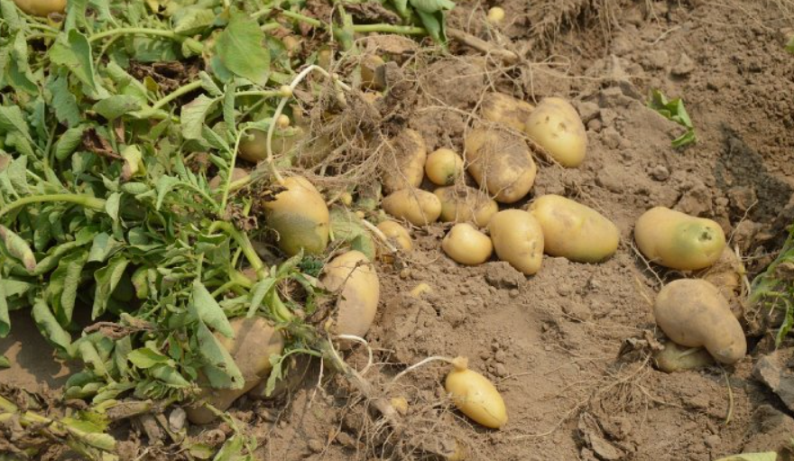 Канадский фермер раздал 5000 тонн картофеля