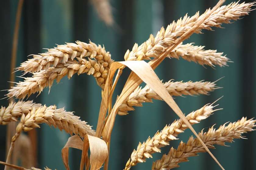 Глобальный дефицит пшеницы: украинские и европейские фермеры страдают от низкого качества урожая