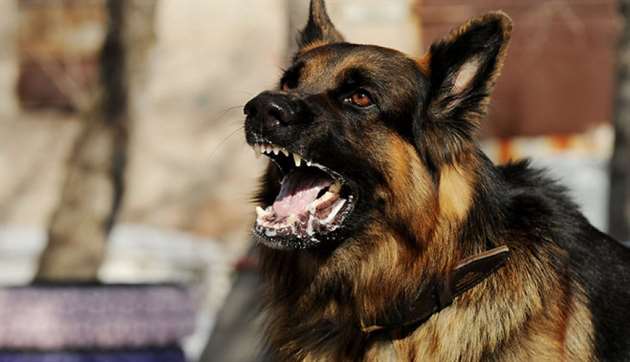 В Чите ввели режим повышенной опасности из-за собак