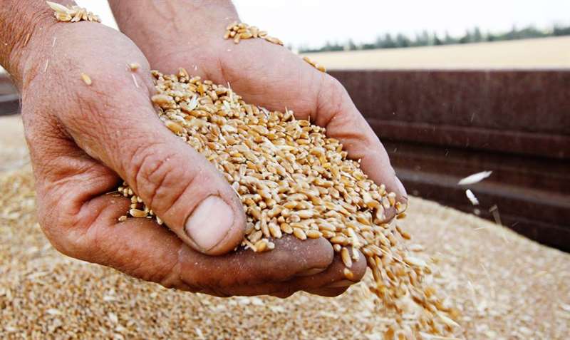 Мусса Абиев: у небольших хозяйств возникают сложности с системой прослеживаемости зерна