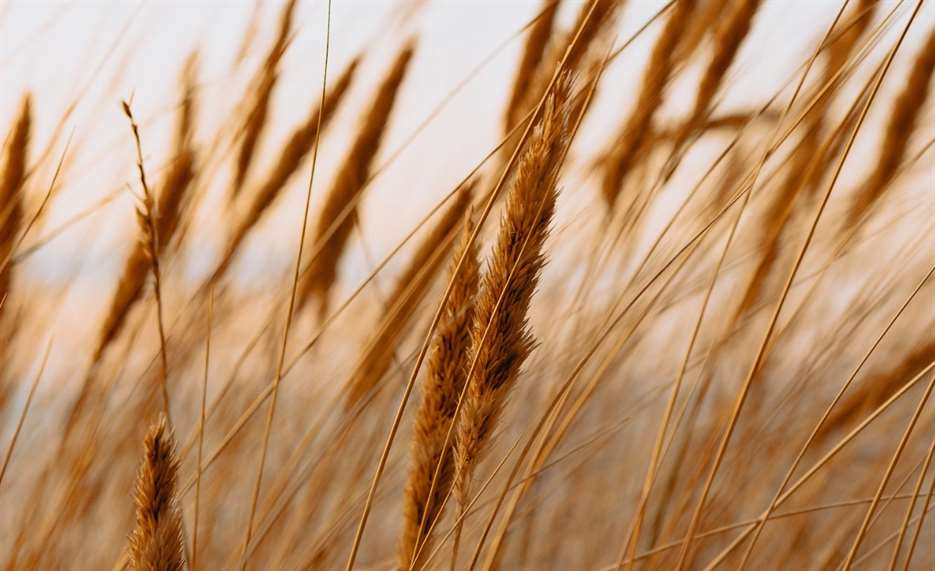 Россия, Турция и Катар готовят новую зерновую сделку