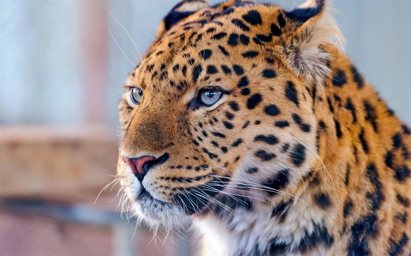 Угроза исчезновения дальневосточного леопарда миновала