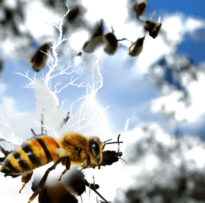 Пчелы создают атмосферный электрический заряд