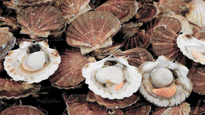 В Приморье может остановиться добыча моллюсков из-за резкого роста налогов