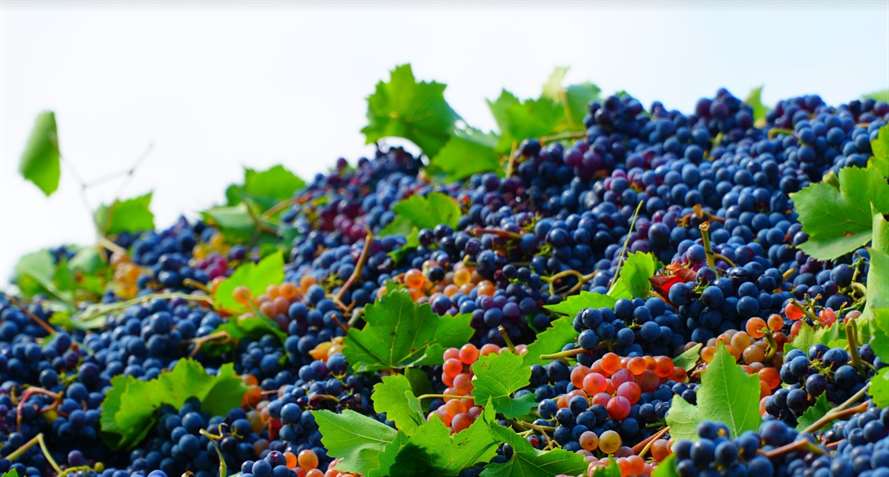 В Дагестане собрали рекордный урожай винограда