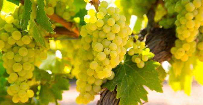 Где в России выращивают виноград для самых популярных белых вин?