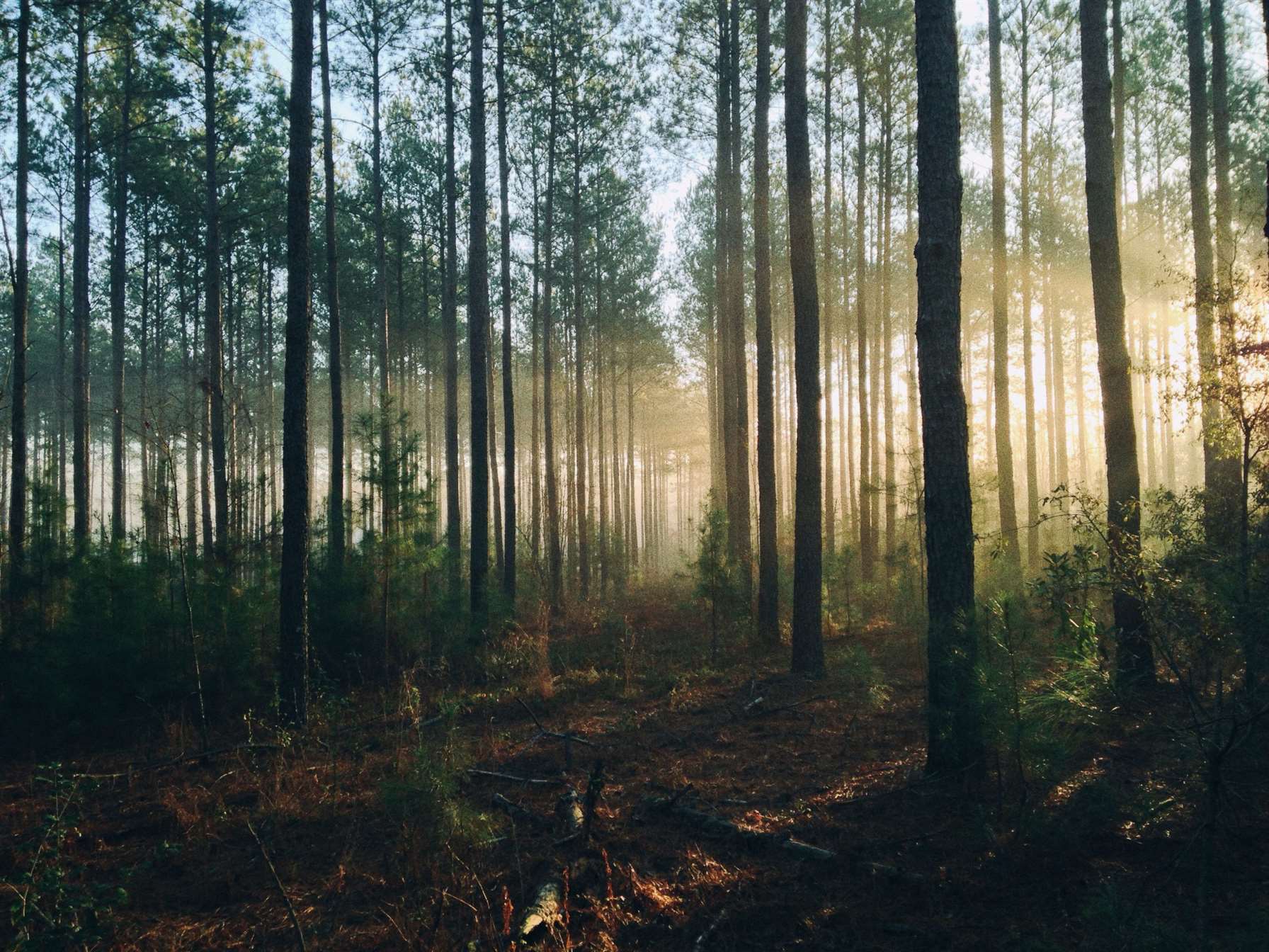 1,4 млн га леса восстановят в России в этом году