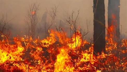 На Ямале рассказали о ситуации с лесными пожарами